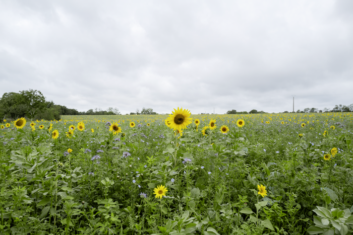 Biodiversité : le sol, là où tout prend racine Biodiversité : le sol, là où tout prend racine