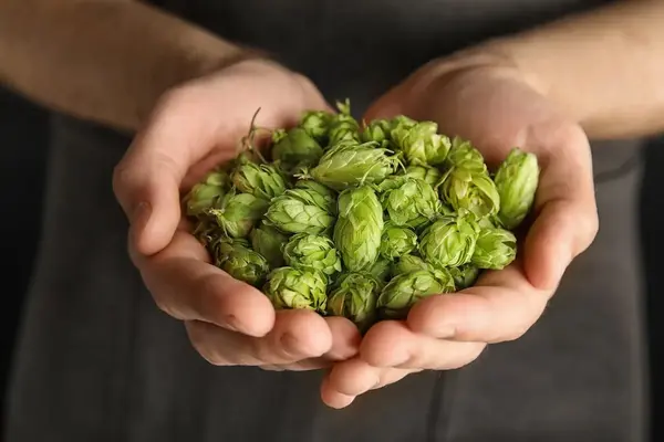 Nomade Brewery